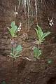 May 20, 2001 - Emerald Pools hike, Zion National Park, Utah.<br />Mysterious plants growing on the wet wall.