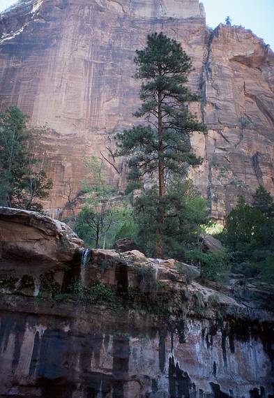 May 20, 2001 - Emerald Pools hike, Zion National Park, Utah.<br />Middle Emerald Pool ledge with water fall and a ponderosa pine.