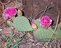 May 20, 2001 - Emerald Pools hike, Zion National Park, Utah.<br />Flowering cactus along Kayenta Trail.