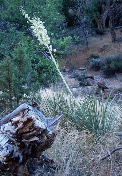 May 20, 2001 - Hike along the Pa'rus Trail, Zion National Park, Utah.