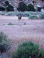 May 20, 2001 - Hike along the Pa'rus Trail, Zion National Park, Utah.<br />Mule deer.