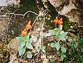 May 21, 2001 -  Zion National Park, Utah.<br />Hike to Observation Point along trail by the same name.<br />More mysterious flowers.
