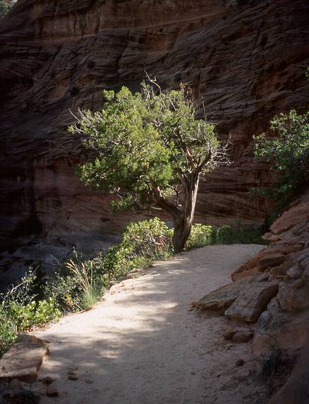 May 21, 2001 -  Zion National Park, Utah.<br />Hike to Observation Point along trail by the same name.<br />A cedar by the edge of the trail.
