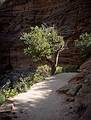 May 21, 2001 -  Zion National Park, Utah.<br />Hike to Observation Point along trail by the same name.<br />A cedar by the edge of the trail.