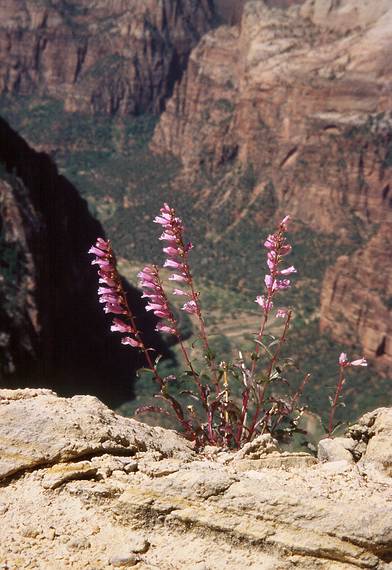 May 21, 2001 -  Zion National Park, Utah.<br />Hike to Observation Point along trail by the same name.<br />Flowers at the edge of the trail with Zion Canyon below.