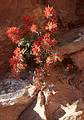 May 21, 2001 -  Zion National Park, Utah.<br />Hike to Observation Point along trail by the same name.<br />Indian paintbrush.