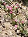 May 21, 2001 -  Zion National Park, Utah.<br />Hike to Observation Point along trail by the same name.