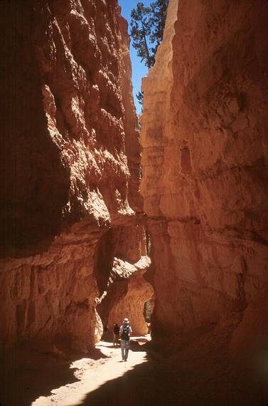 May 22, 2001 - Bryce Canyon National Park, Utah.<br />Hike along Navajo Loop Trail and Queens Garden Trail.<br />Ronnie strolling through Wall Street.