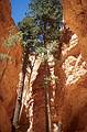 May 22, 2001 - Bryce Canyon National Park, Utah.<br />Hike along Navajo Loop Trail and Queens Garden Trail.<br />Tall pines among the hoodoos.