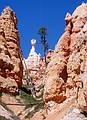 May 22, 2001 - Bryce Canyon National Park, Utah.<br />Hike along Navajo Loop Trail and Queens Garden Trail.<br />ET is rearing its head above the hoodoos.