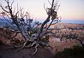 May 22, 2001 - Bryce Canyon National Park, Utah.<br />The sun had just set.