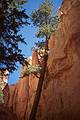 May 23, 2001 - Peekaboo Loop Trail Hike, Bryce Canyon National Park, Utah.<br />Ponderosa pine?