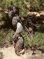 May 23, 2001 - Peekaboo Loop Trail Hike, Bryce Canyon National Park, Utah.<br />A corkscrew evergreen.