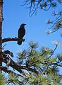 May 23, 2001 - Bryce Canyon National Park, Utah.<br />A raven.