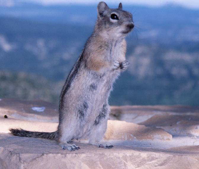 May 23, 2001 - Bryce Canyon National Park, Utah.<br />A chipmunk.