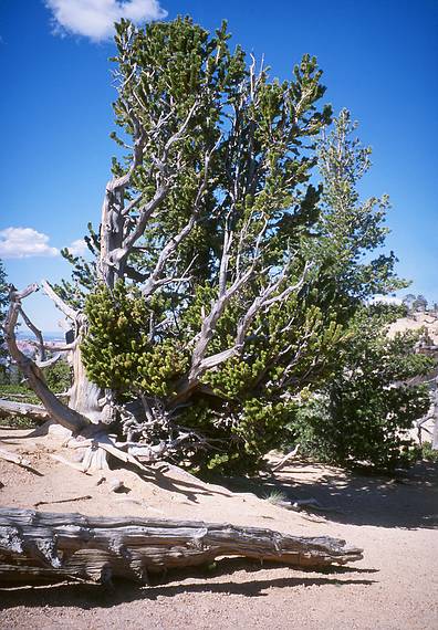 May 23, 2001 - Bryce Canyon National Park, Utah.