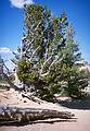 May 23, 2001 - Bryce Canyon National Park, Utah.