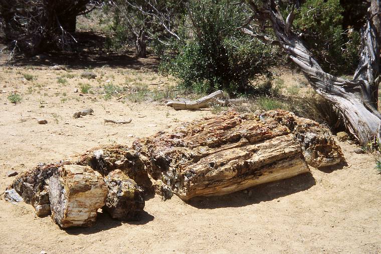May 24, 2001 - Scenic Byway UT-12, Utah.<br />Hike in Escalante State Park's petrified forest trail.