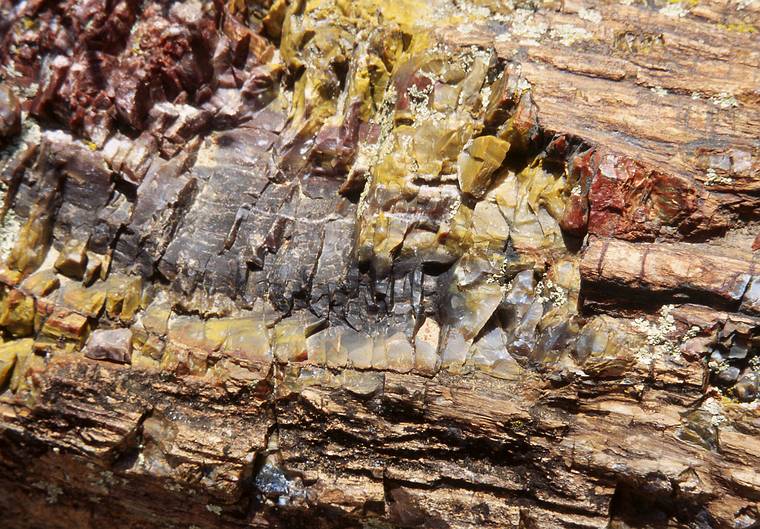 May 24, 2001 - Scenic Byway UT-12, Utah.<br />Hike in Escalante State Park's petrified forest trail.