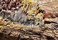 May 24, 2001 - Scenic Byway UT-12, Utah.<br />Hike in Escalante State Park's petrified forest trail.