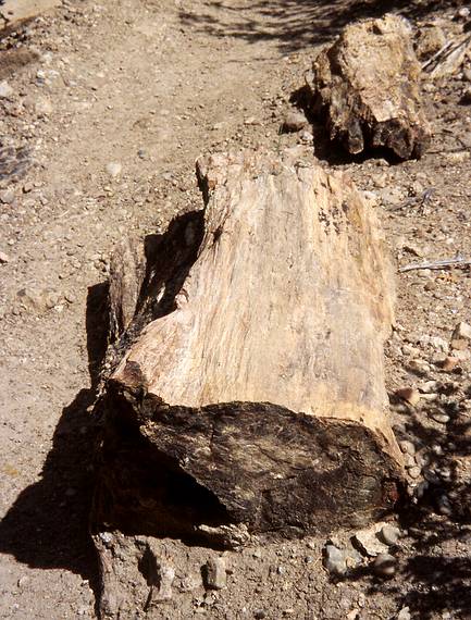 May 24, 2001 - Scenic Byway UT-12, Utah.<br />Hike in Escalante State Park's petrified forest trail.
