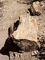 May 24, 2001 - Scenic Byway UT-12, Utah.<br />Hike in Escalante State Park's petrified forest trail.