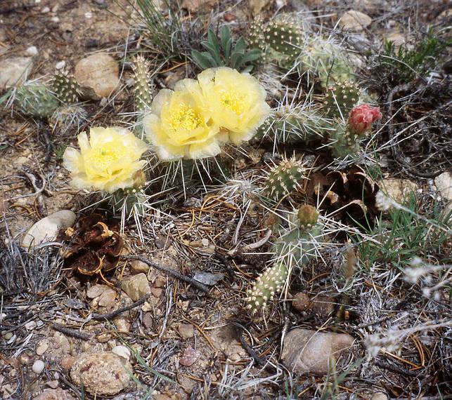 May 24, 2001 - Scenic Byway UT-12, Utah.<br />Hike in Escalante State Park's petrified forest trail.