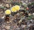 May 24, 2001 - Scenic Byway UT-12, Utah.<br />Hike in Escalante State Park's petrified forest trail.