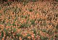 May 24, 2001 - Scenic Byway UT-12, Utah.<br />Anasazi State Park in Boulder