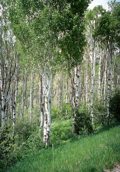 May 25, 2008 - Mount Nebo Scenic Byway (FR-015), Uinta National Forest, Utah.<br />An aspen forest.