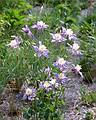 May 26, 2001 - Salt Lake City, Utah.<br />Columbines atop the Conference Center.