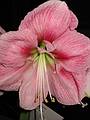 Jan 14, 2002 - At Paul and Norma's in Tewksbury, Massachusetts.<br />Joyce's birthday dinner.<br />Paul and Norma's pink amaryllis.