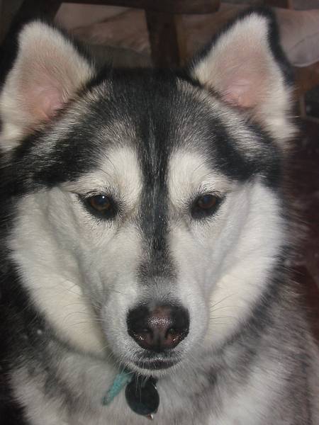 Jan 22, 2002 - At Carl and Holly's in Ringe, New Hampshire.<br />Holly's dog.