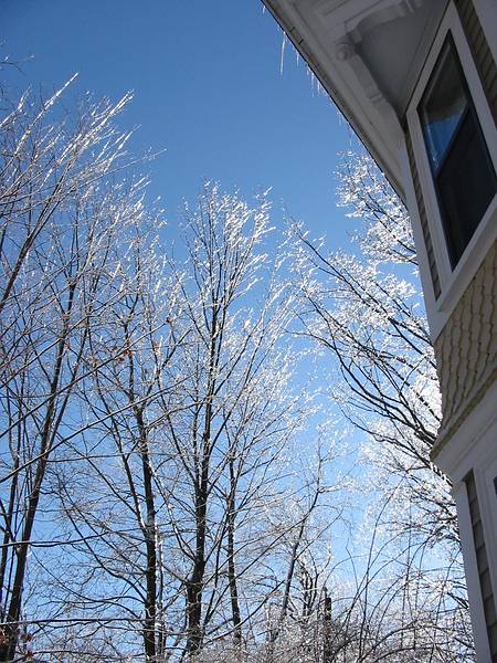 Feb 2, 2002 - Merrimac, Massachusetts.<br />Ice on trees above the driveway.