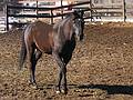 Feb 9, 2002 - King's Grant Farm on Church Street, Merrimac, Massachusetts.
