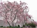 March 19, 2002 - Washington, DC.<br />Magnolia trees in front of the Air and Space Museum.