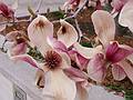 March 19, 2002 - Washington, DC.<br />Magnolia tree blossoms.