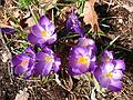 March 29, 2002 - Merrimac, Massachusetts.<br />Crocuses in our garden.