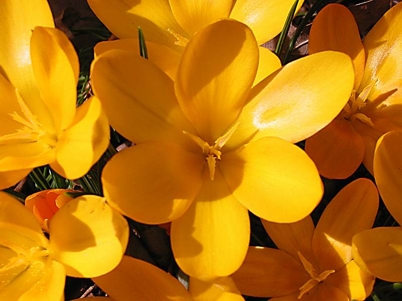 March 29, 2002 - Merrimac, Massachusetts.<br />Crocuses in our garden.
