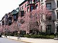 April 7, 2002 - Boston, Massachusetts.<br />Along Commonwealth Avenue.<br />(Detour on way to opera.)