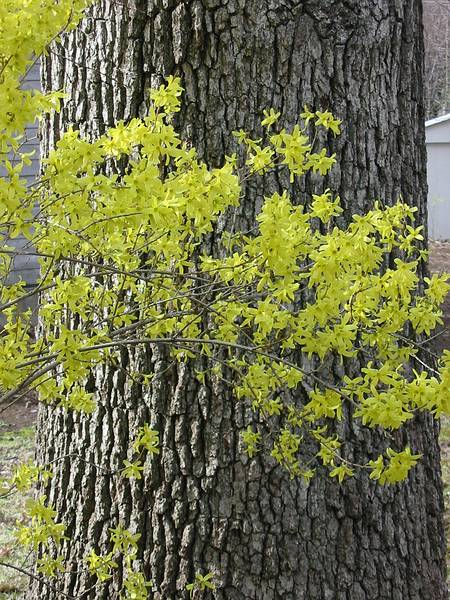 April 13, 2002 - Merrimac, Massachusetts.<br />Forsythia.