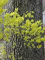 April 13, 2002 - Merrimac, Massachusetts.<br />Forsythia.