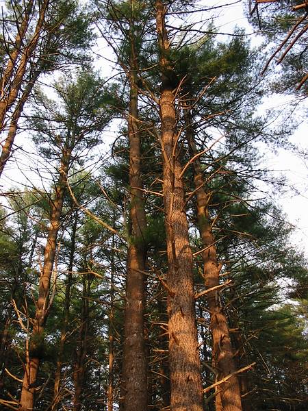 April 17, 2002 - Maudslay State Park, Newburyport, Massachusetts.