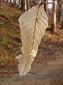 April 17, 2002 - Maudslay State Park, Newburyport, Massachusetts.