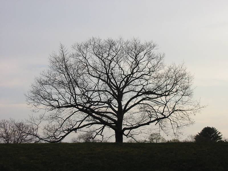 April 17, 2002 - Maudslay State Park, Newburyport, Massachusetts.