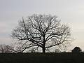 April 17, 2002 - Maudslay State Park, Newburyport, Massachusetts.