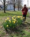 April 25, 2002 - Church Street, Merrimac, Massachusetts.<br />Daffodils and Dagbjrt (Inga Atladottir's daughter and Eric's stepdaughter).