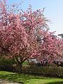 May 4, 2002 - Bradford Common, Bradford, MA.<br />Tree in First Church of Christ yard.