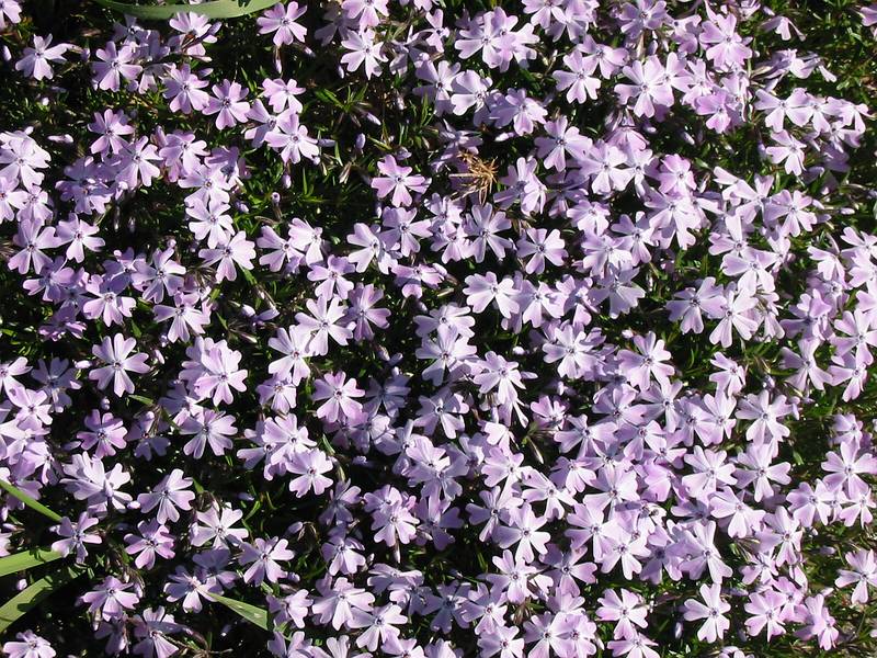 May 4, 2002 - Bradford Common, Bradford, MA.<br />Ground flox.