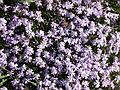 May 4, 2002 - Bradford Common, Bradford, MA.<br />Ground flox.